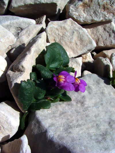 Cymbalaria pallida / Ciombolino abruzzese
